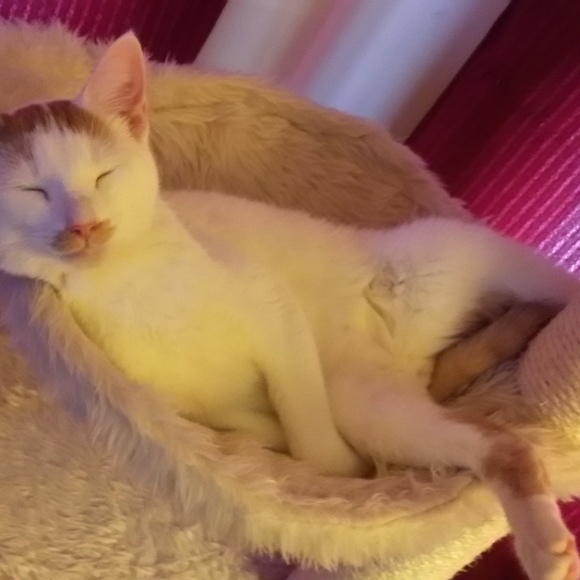 Meet your Posher, Rochelle (Roxy) - Picture 2 of 7